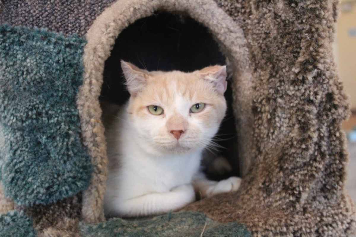 CLOUD - Domestic Shorthair available for adoption