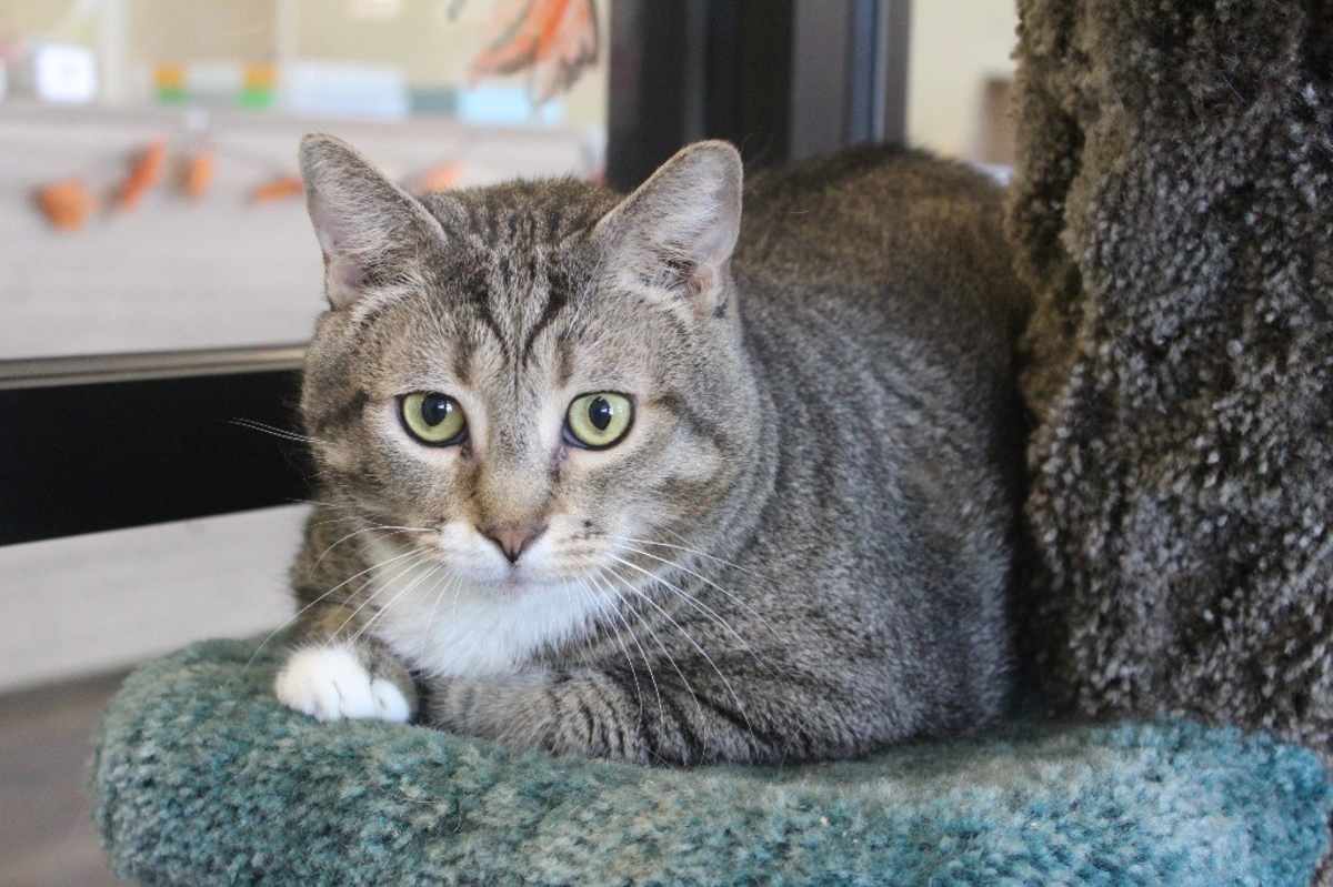 GUST - Domestic Shorthair available for adoption