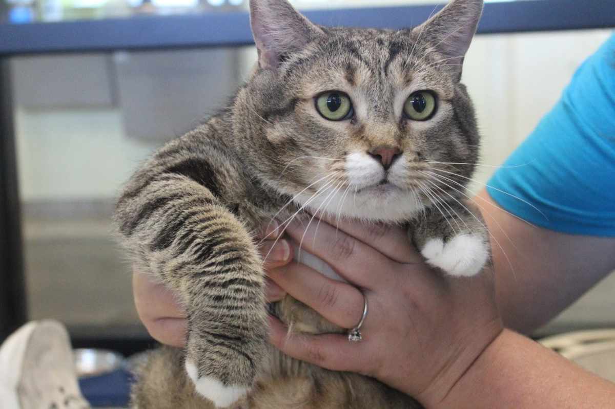 GUST - Domestic Shorthair available for adoption
