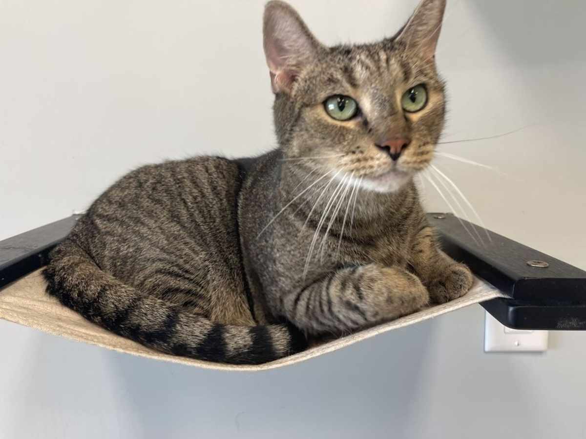 FOG - Domestic Shorthair available for adoption