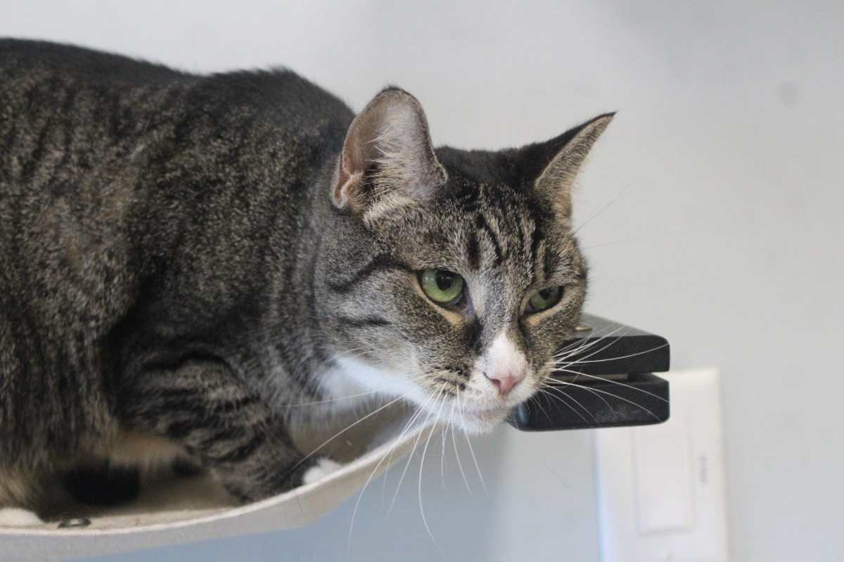 BLUSTER - Domestic Shorthair available for adoption