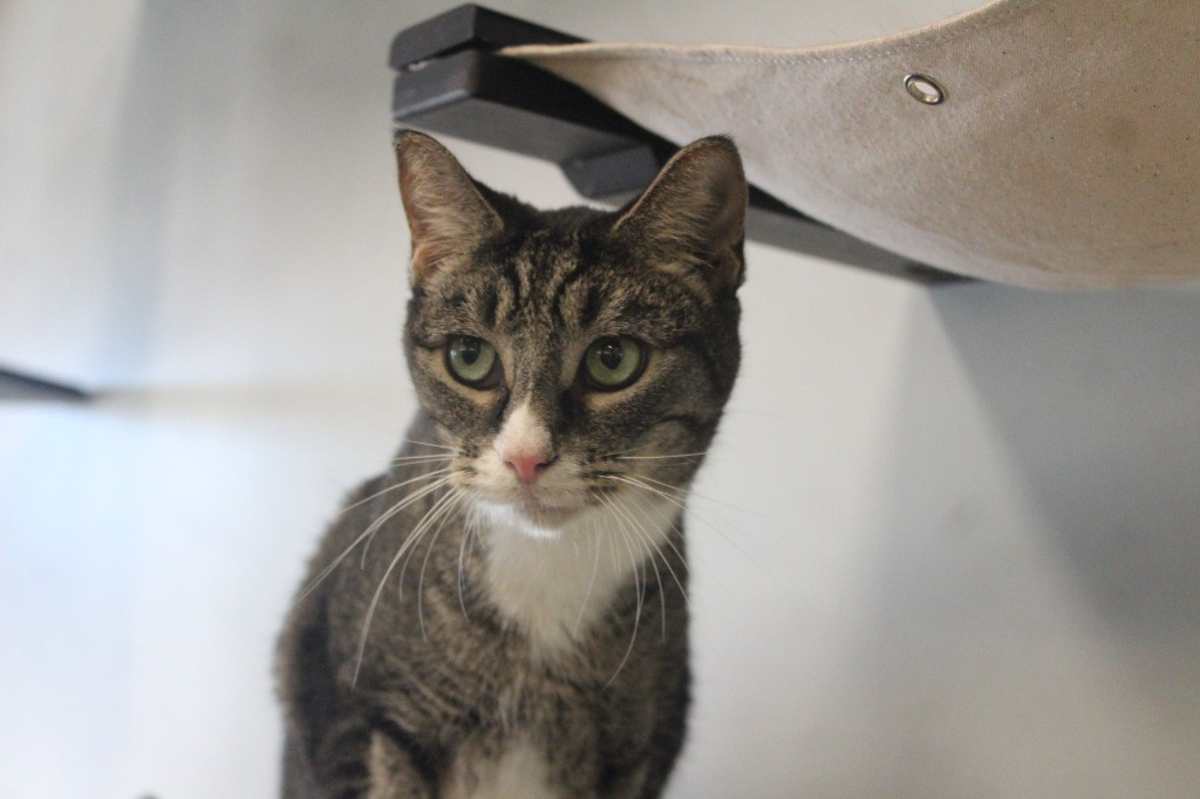 BLUSTER - Domestic Shorthair available for adoption