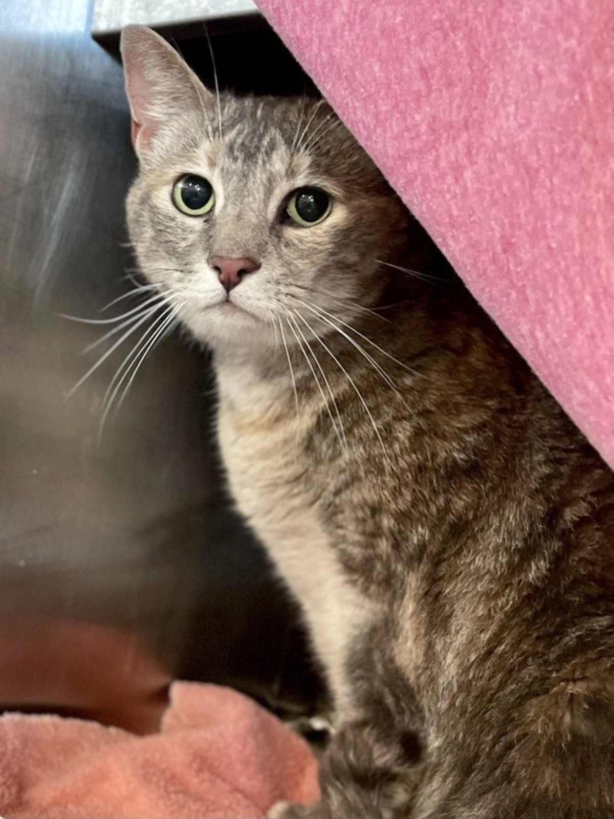 HONEY MAPLE HAM - Domestic Shorthair available for adoption