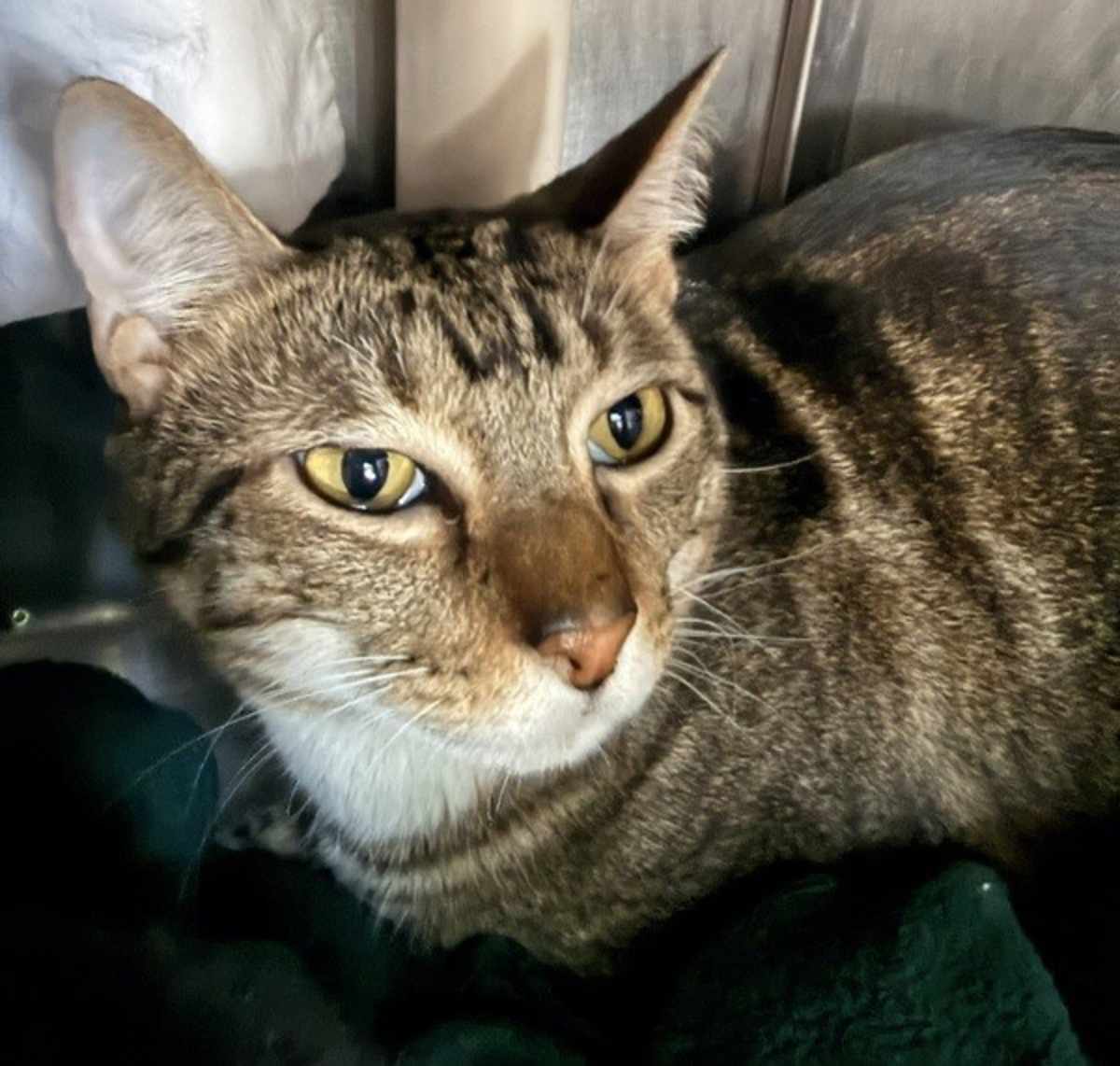 DIO - Domestic Shorthair available for adoption