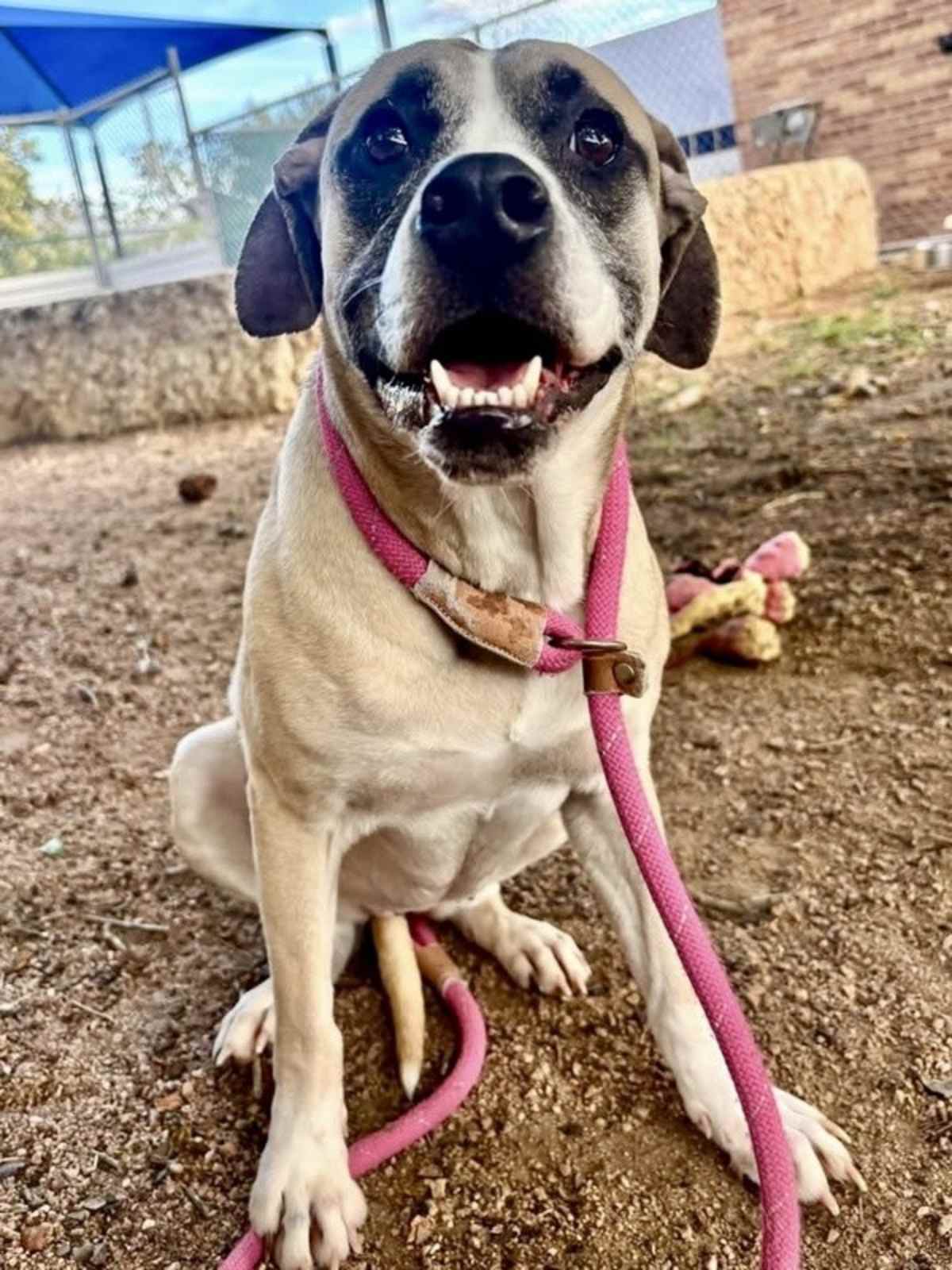 ROSEY - Bullmastiff / American Pit Bull Terrier available for adoption