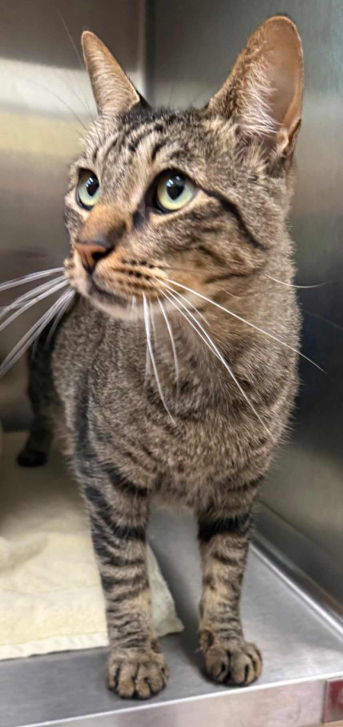 JACK - Domestic Shorthair available for adoption