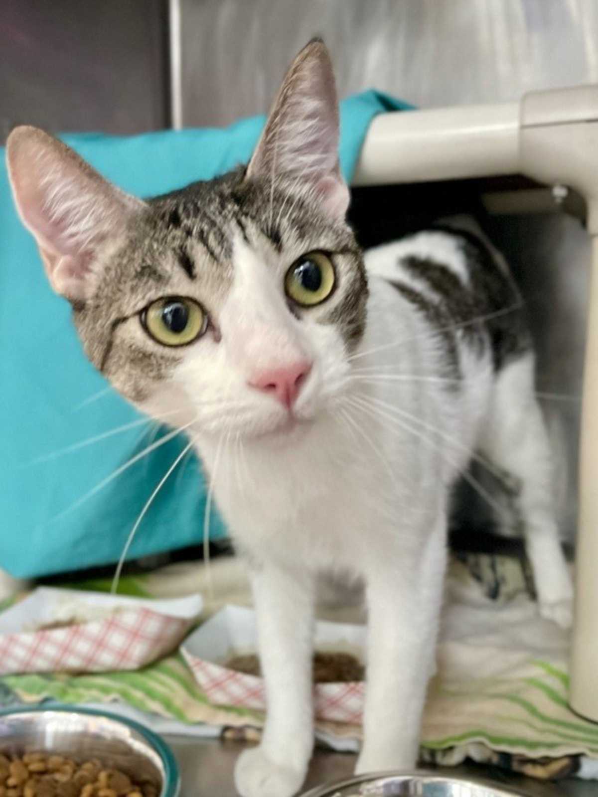 LUCY - Domestic Shorthair available for adoption