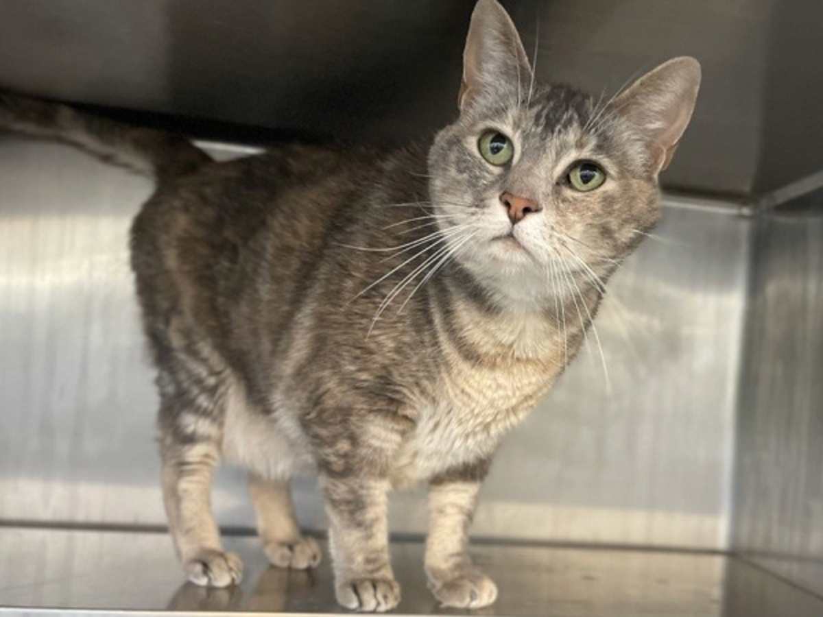 HONEY MAPLE HAM - Domestic Shorthair available for adoption