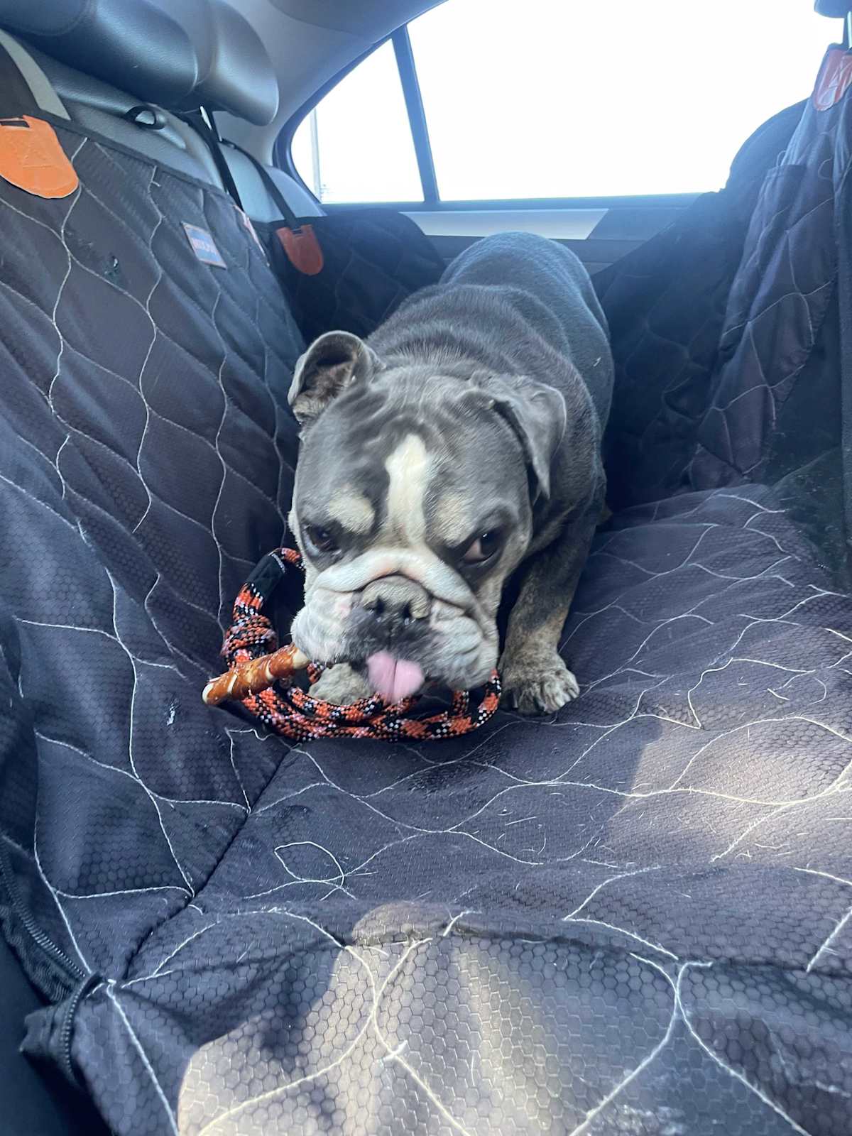 WILBUR - English Bulldog available for adoption