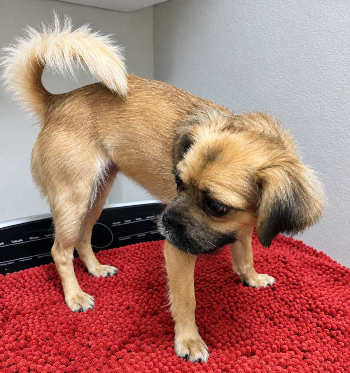 CARLA - Chihuahua / Spaniel (Unknown Type) available for adoption