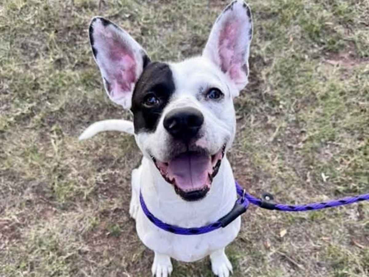KANE - Mixed Breed (Medium) available for adoption