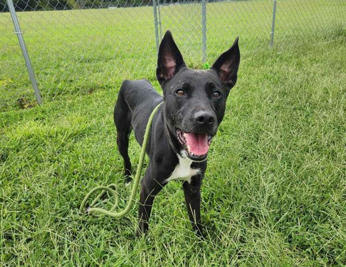 SOCKS - German Shepherd Dog available for adoption