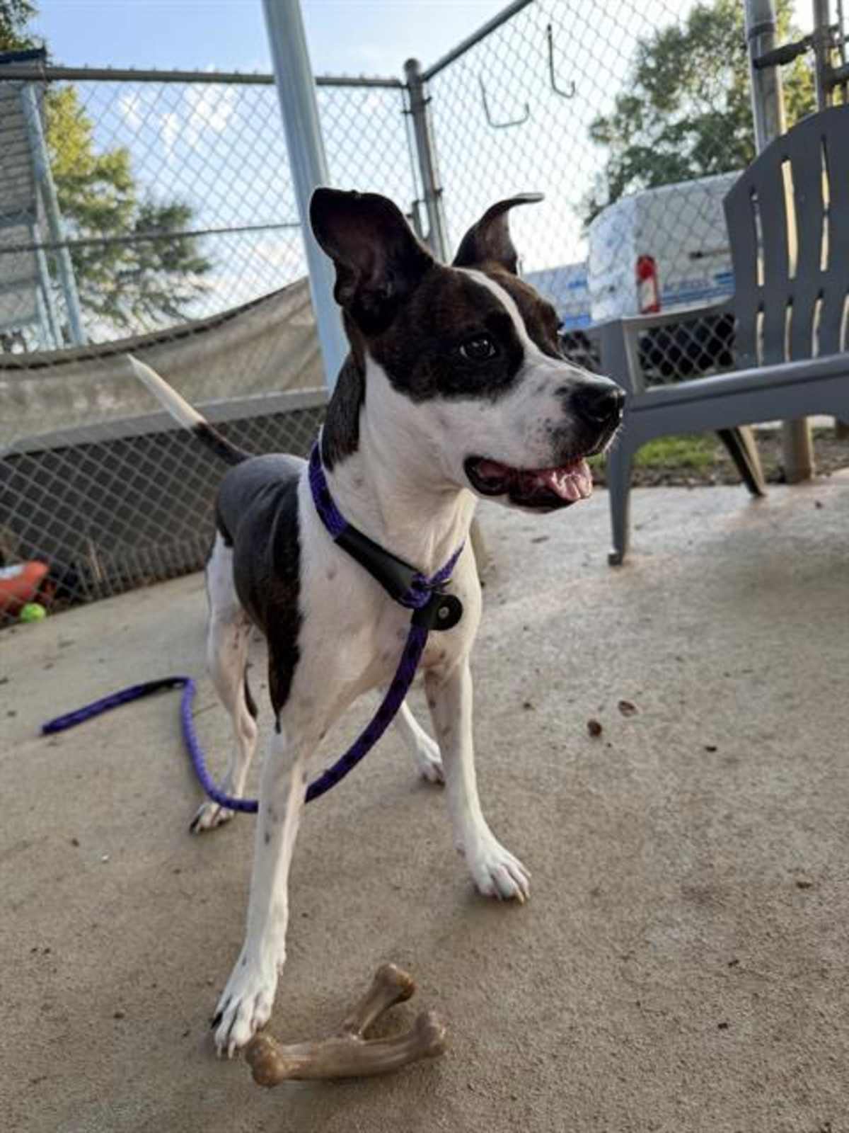 ASHA - American Pit Bull Terrier available for adoption