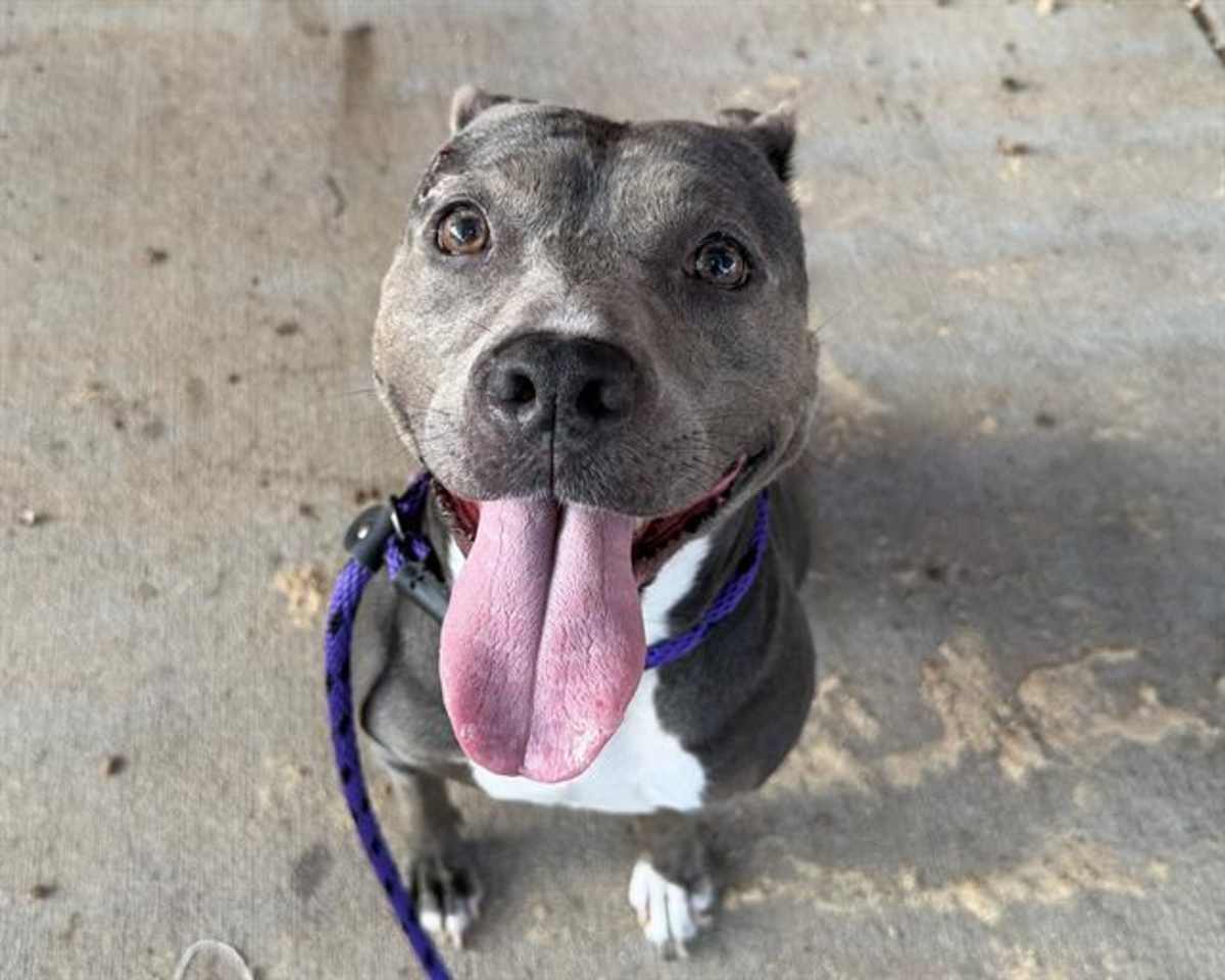 ALICE - American Pit Bull Terrier available for adoption