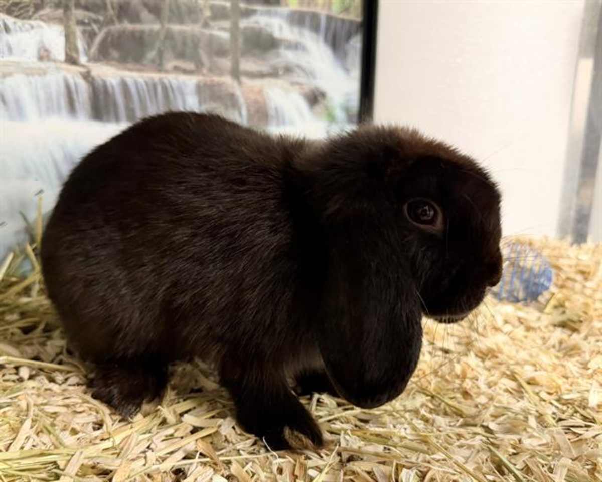 CUTIE - Other / Unknown available for adoption