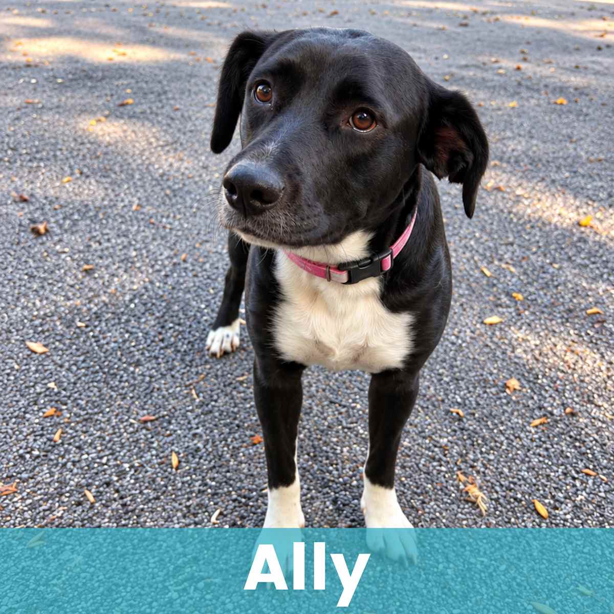 ALLY - Mixed Breed (Large) available for adoption