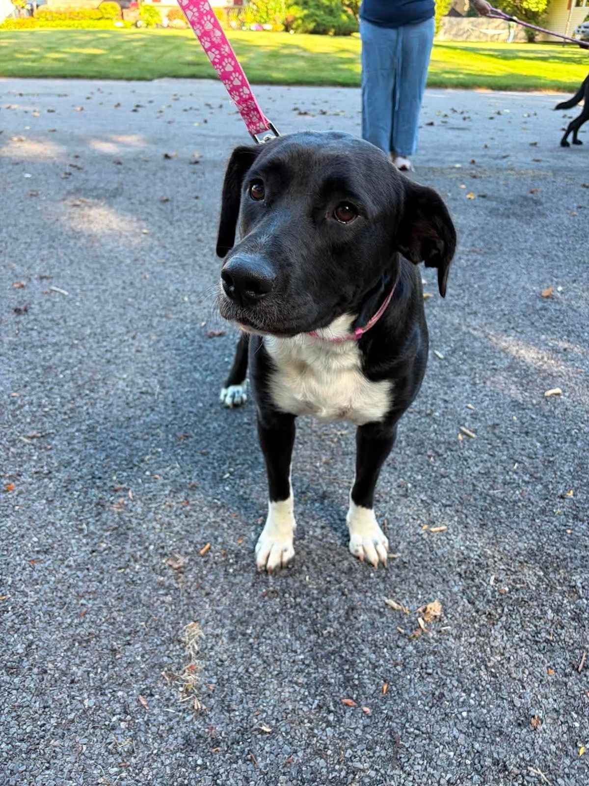 ALLY - Mixed Breed (Large) available for adoption
