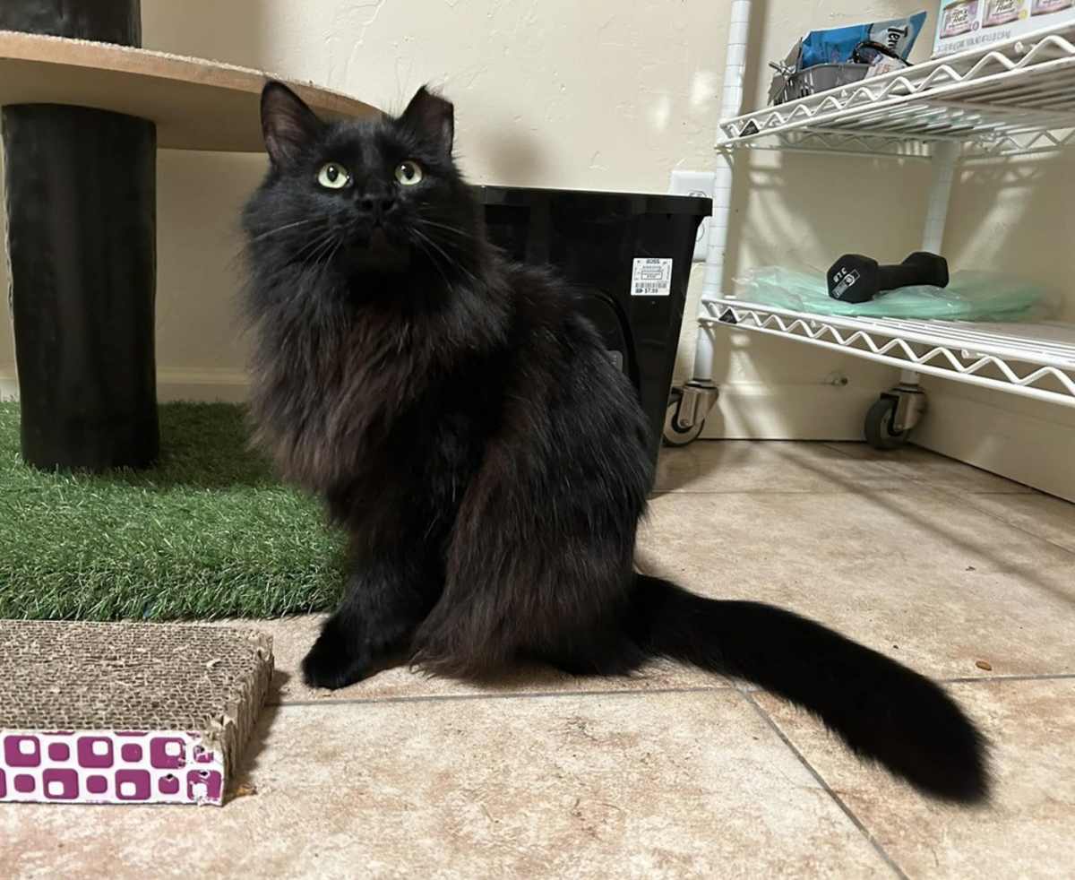 JINXX - Domestic Mediumhair for adoption in Tucson