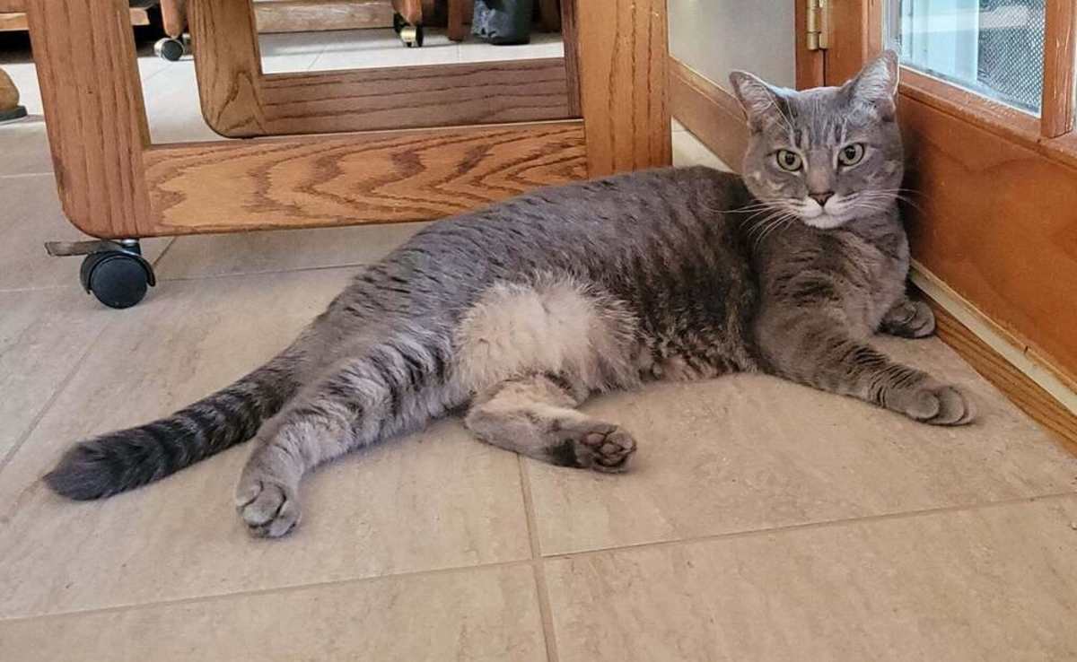 LOLA 4 - Domestic Shorthair for adoption in Tucson