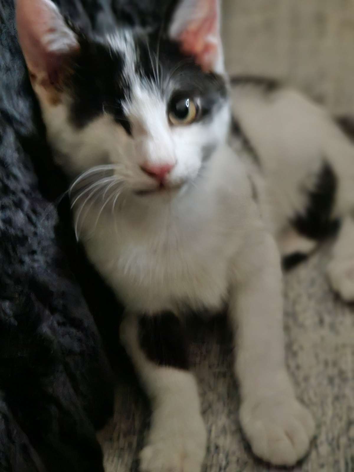 PANDA (BONDED TO MILO) - Domestic Shorthair available for adoption