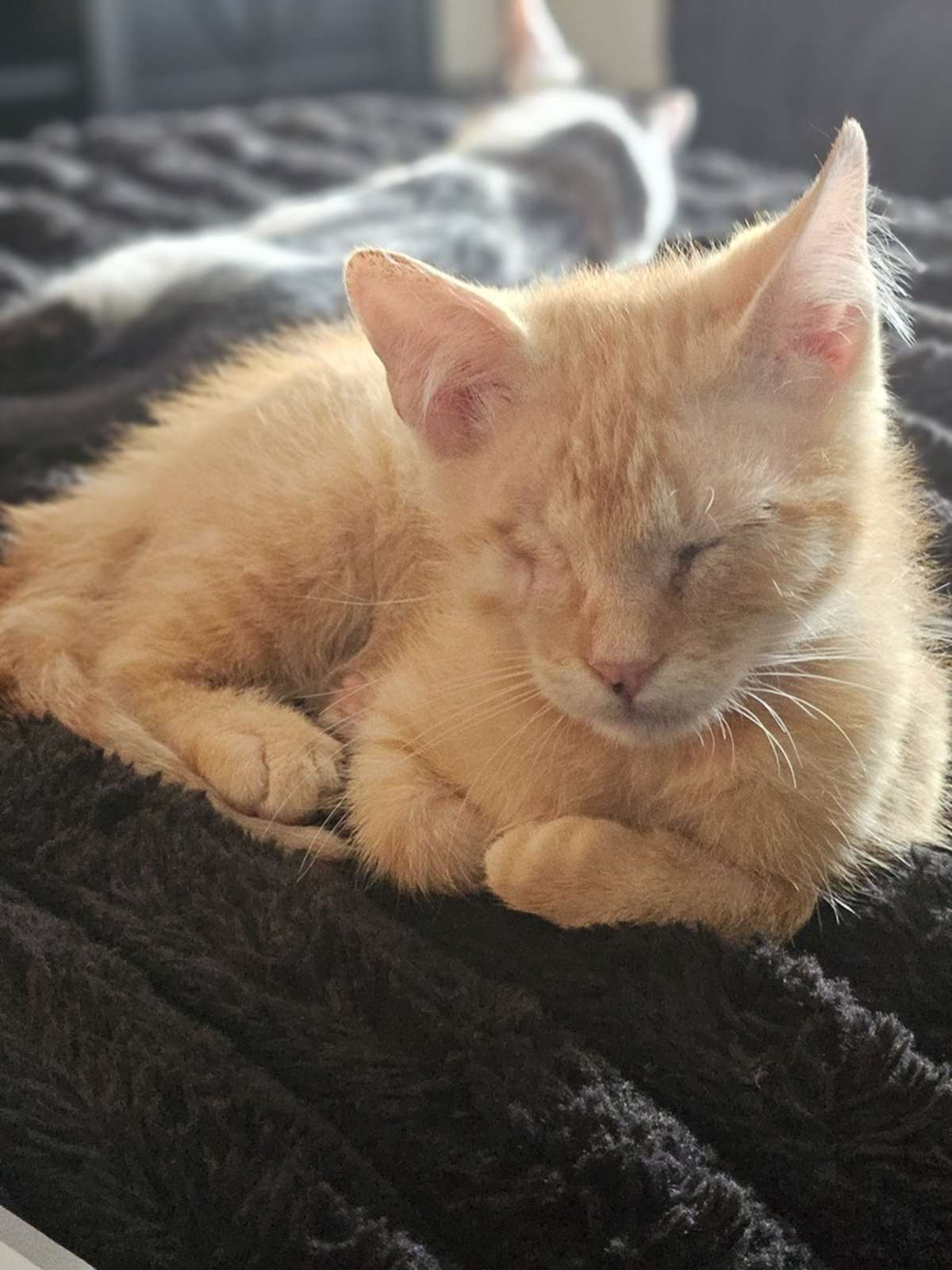 MILO (BONDED TO PANDA) - Domestic Shorthair available for adoption