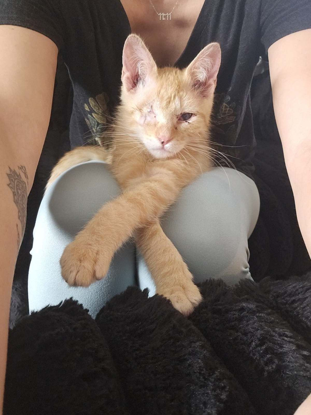 MILO (BONDED TO PANDA) - Domestic Shorthair available for adoption