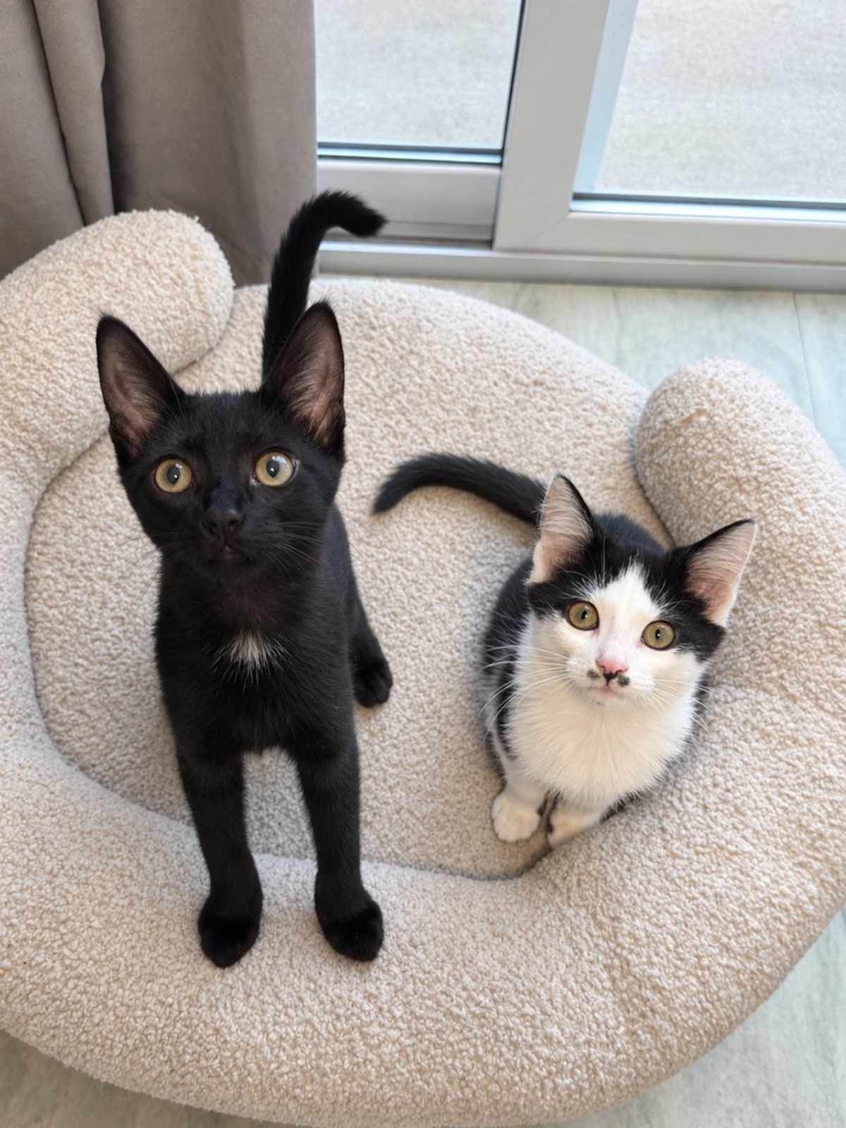 SIENNA (BONDED TO PIP) - Domestic Shorthair available for adoption