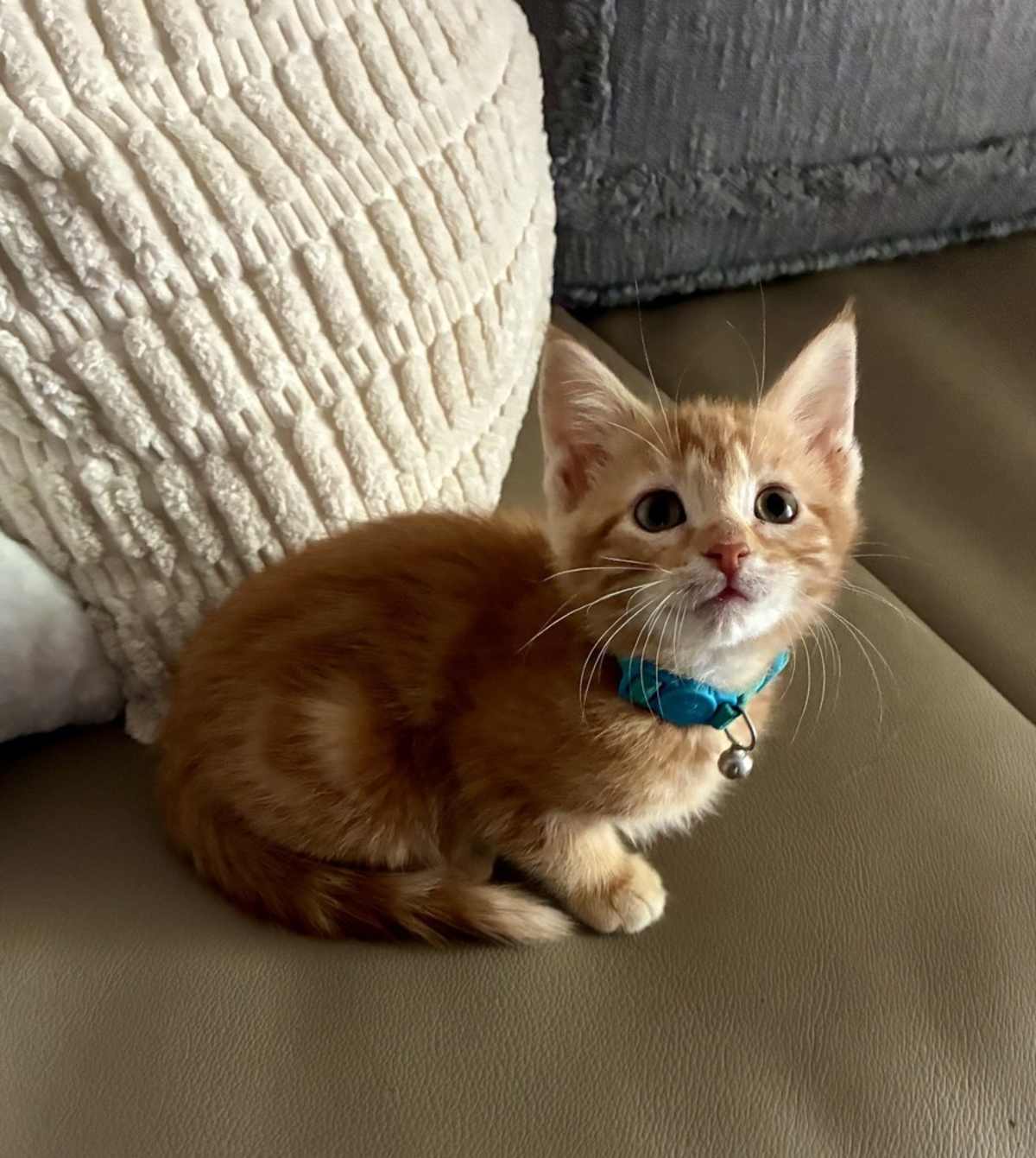 GOLDFINCH - Domestic Mediumhair available for adoption