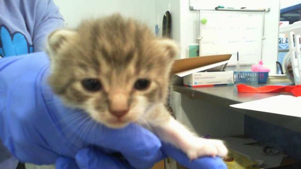 B'ELANNA - Domestic Shorthair available for adoption
