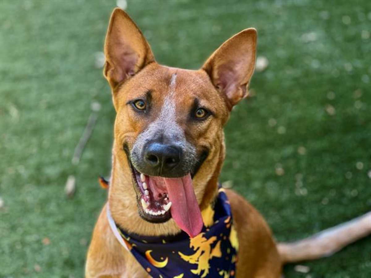 BREW - Australian Cattle Dog available for adoption