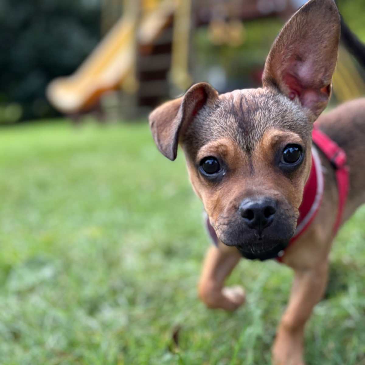 TRINITY - Pug / Chihuahua for adoption in Chicago
