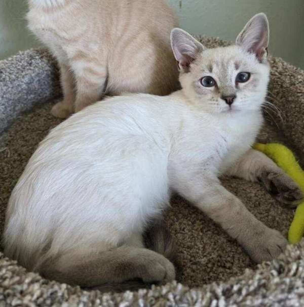 SUNFLOWER GALAXY - Domestic Shorthair available for adoption