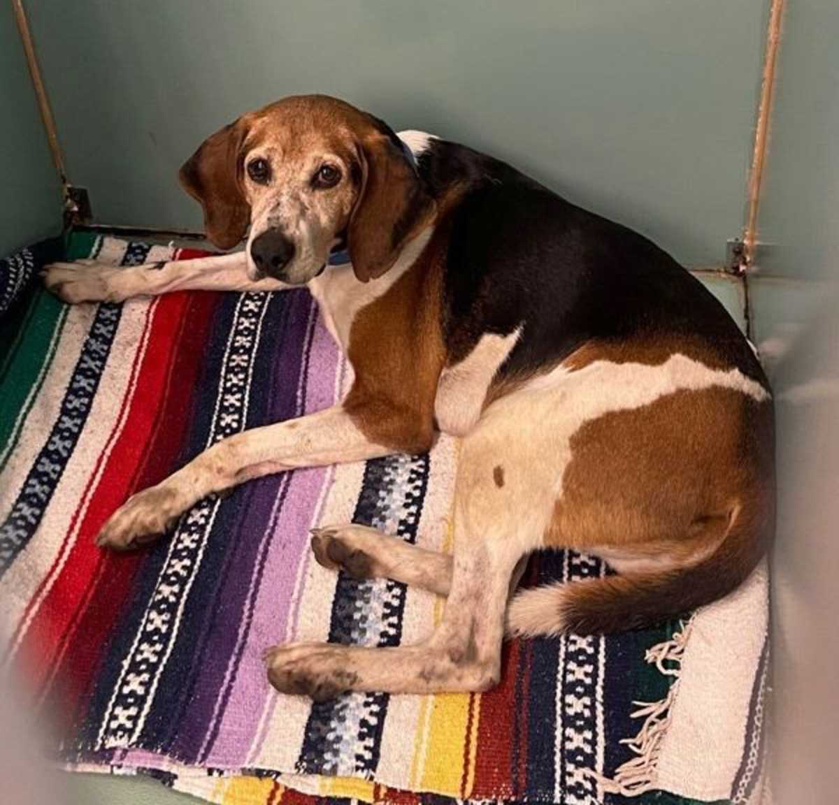 JIM BEAM - Hound (Unknown Type) available for adoption