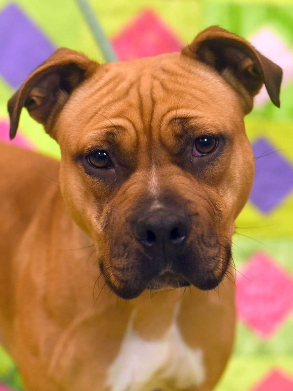 ASHLEY - American Pit Bull Terrier available for adoption