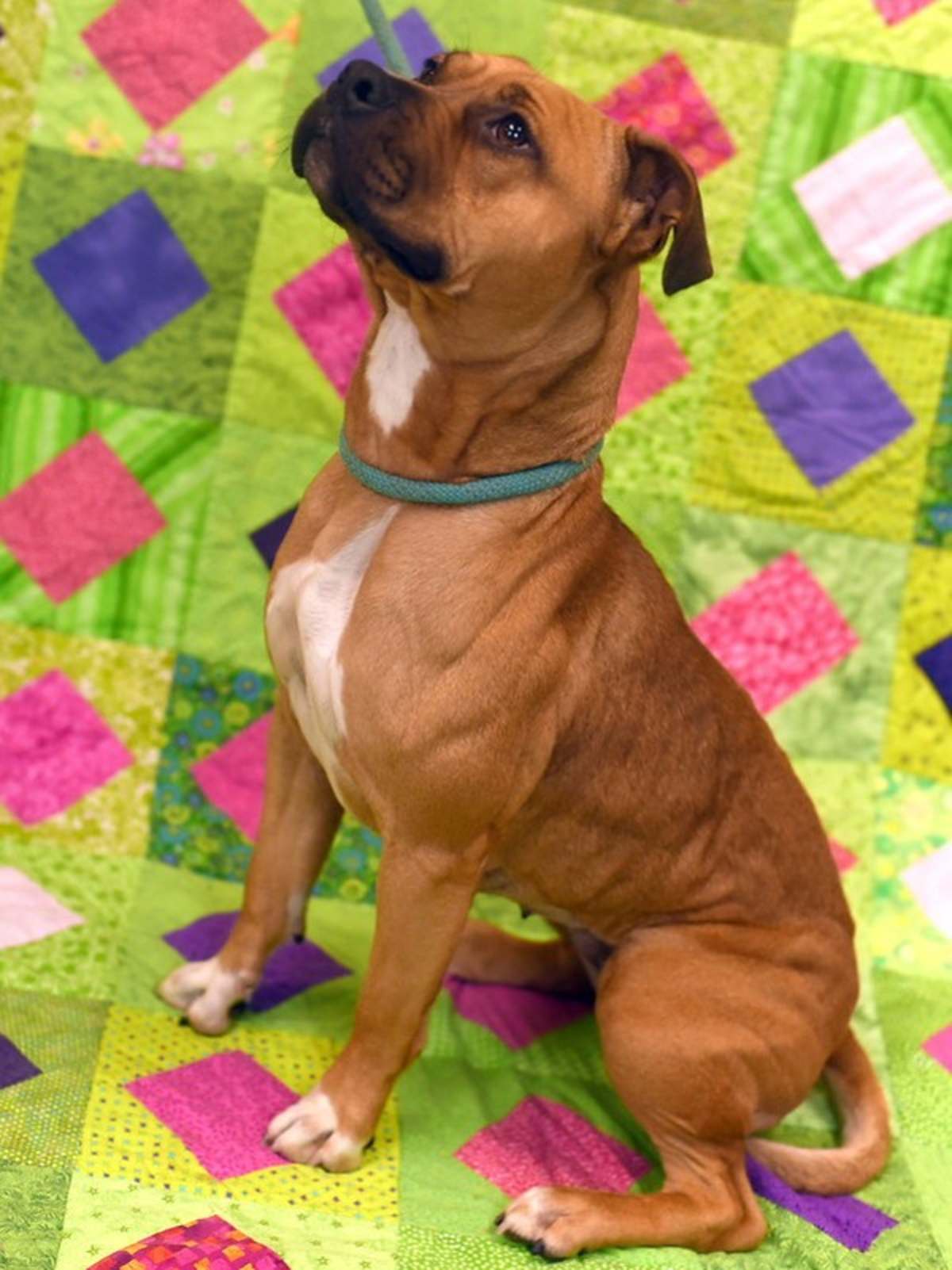 ASHLEY - American Pit Bull Terrier available for adoption