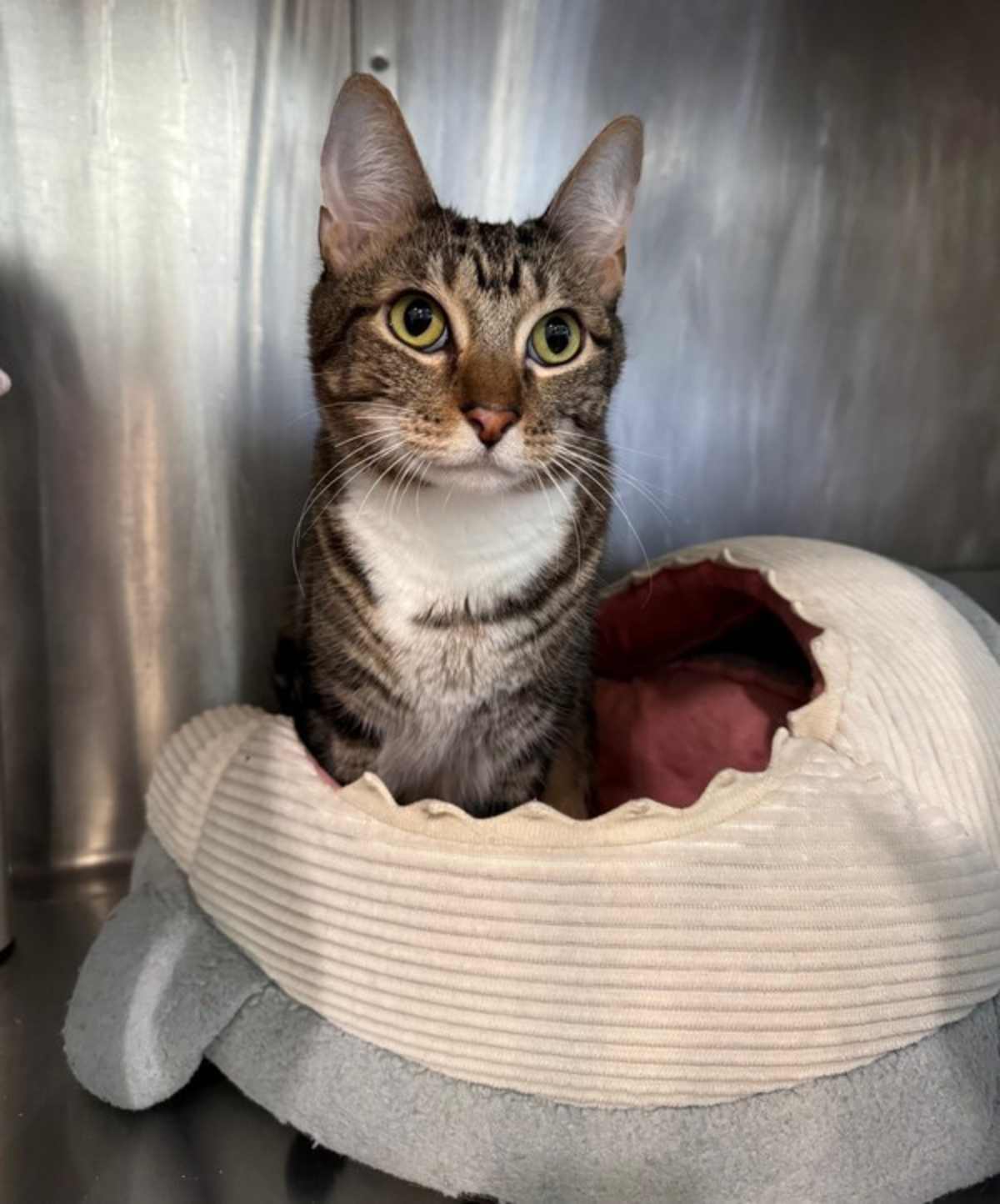 DIO - Domestic Shorthair available for adoption
