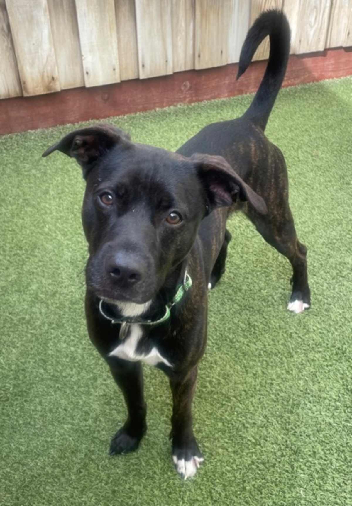 EDDIE - Mixed Breed (Medium) available for adoption