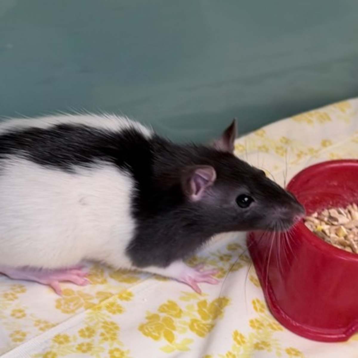 BRIE - Rat available for adoption