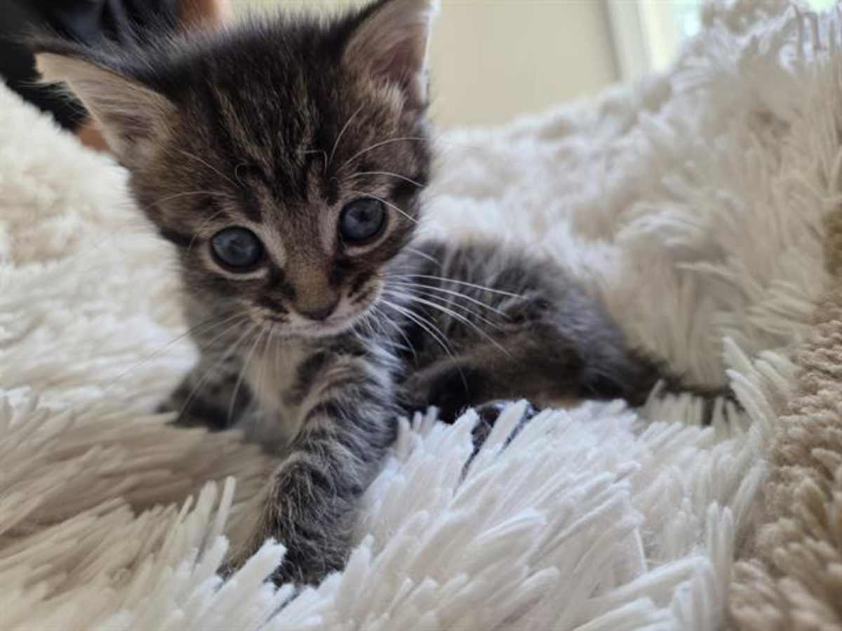 PIPER - Domestic Shorthair available for adoption