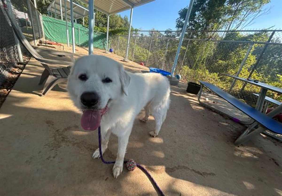 POLO - Great Pyrenees available for adoption