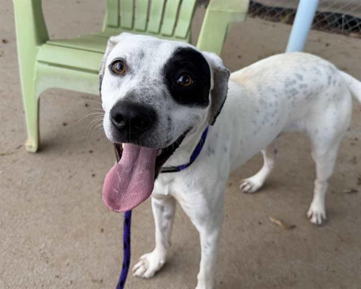 MUSHU - American Pit Bull Terrier available for adoption