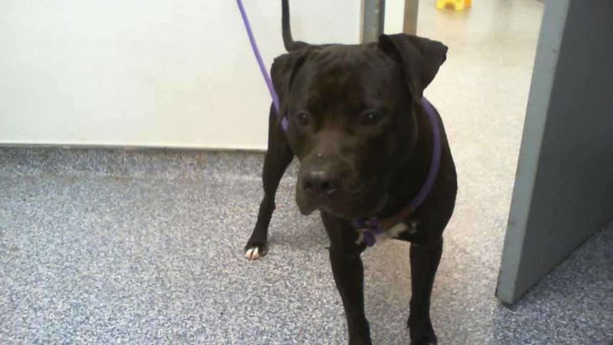 UNNAMED - American Pit Bull Terrier available for adoption
