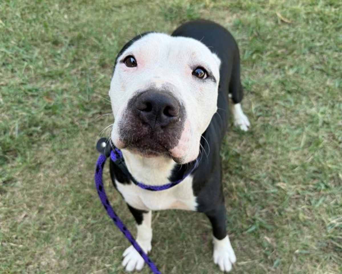 ESMERALDA - American Pit Bull Terrier available for adoption