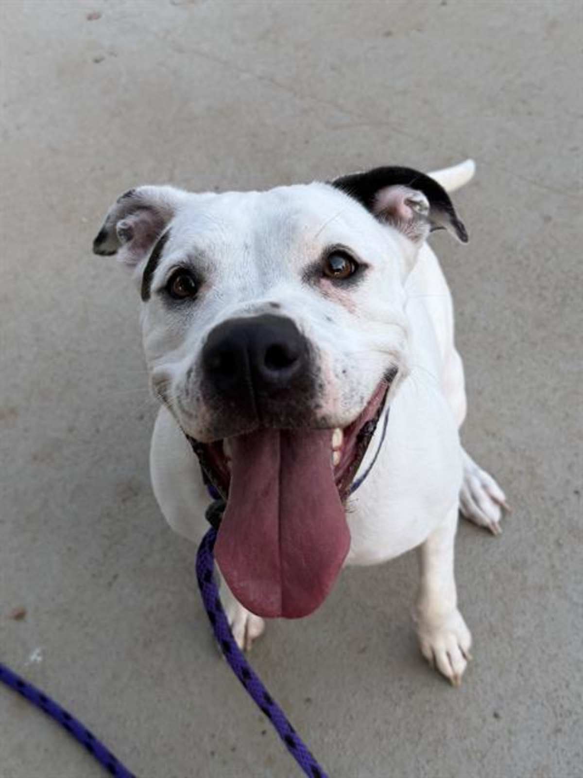 LUNA - American Pit Bull Terrier available for adoption