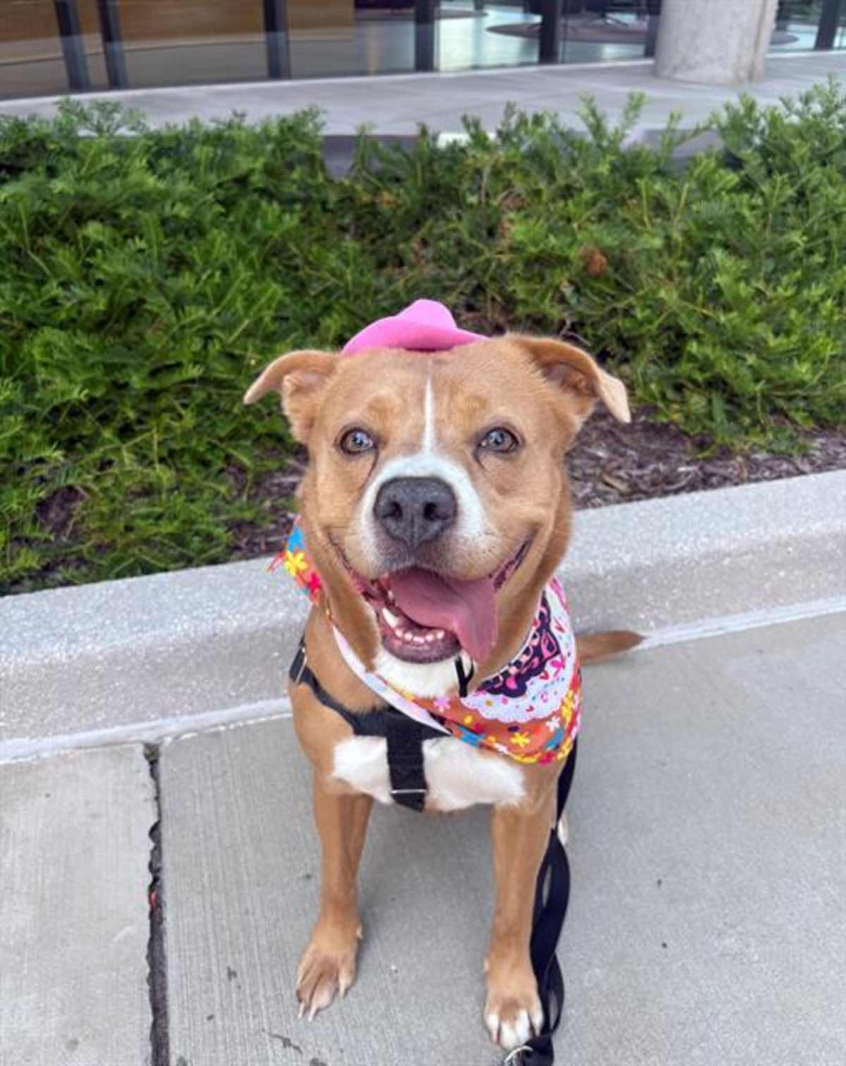 LIBBY - Mixed Breed (Medium) available for adoption