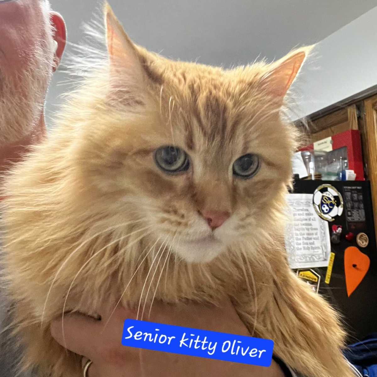 OLIVER - Domestic Longhair available for adoption