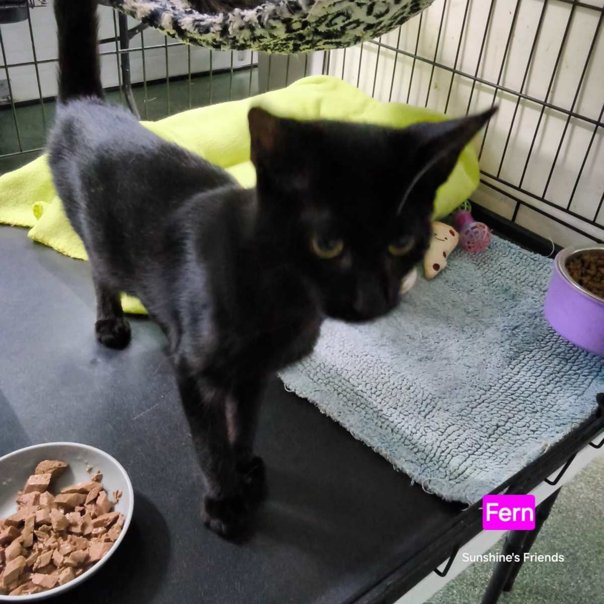 FERN - Domestic Shorthair available for adoption