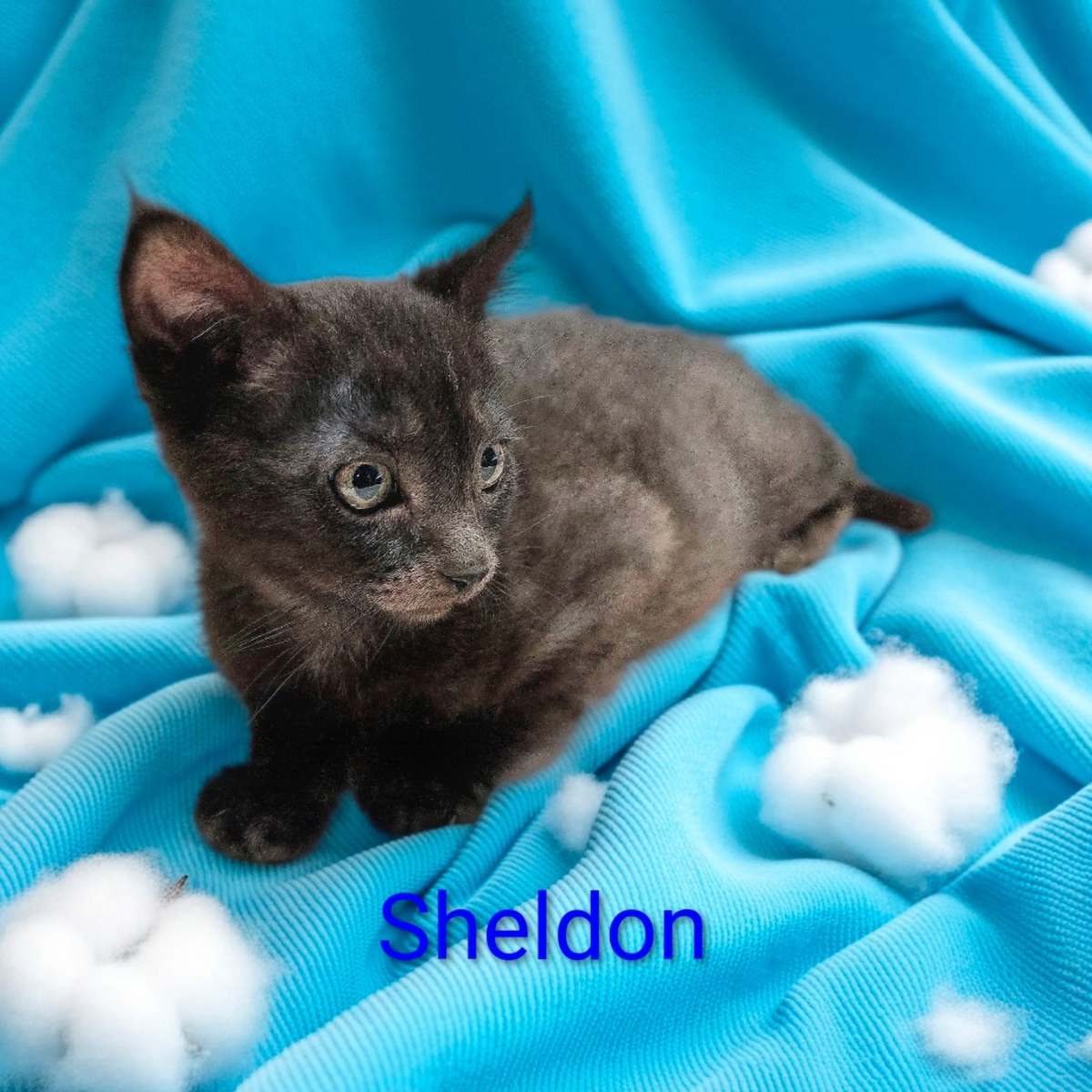 SHELDON - Domestic Shorthair available for adoption