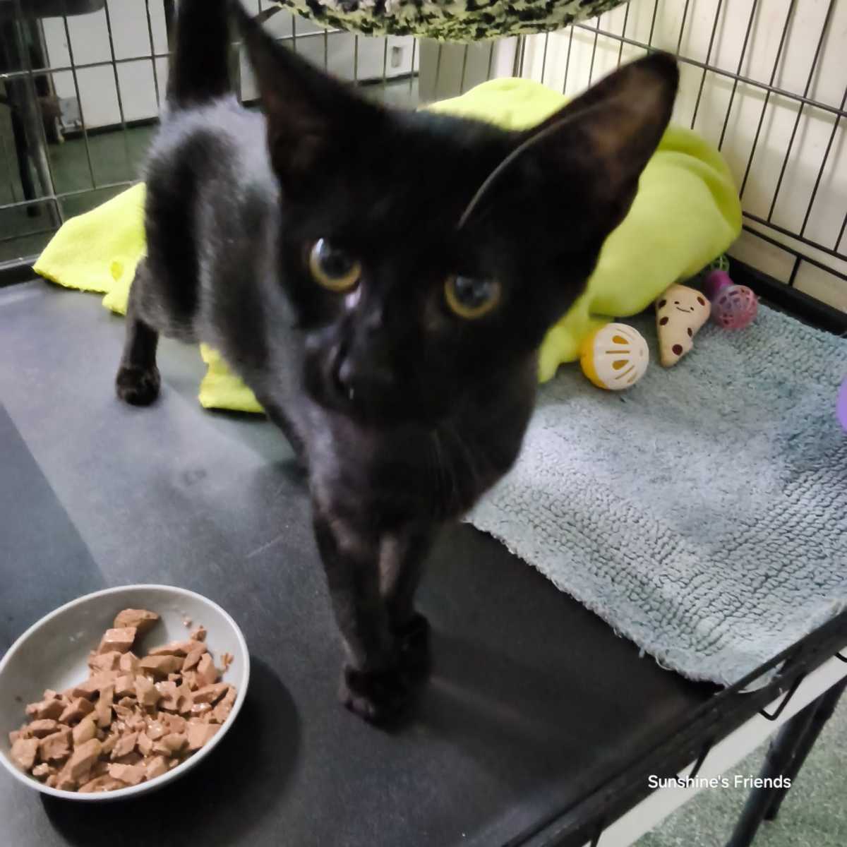 FERN - Domestic Shorthair available for adoption