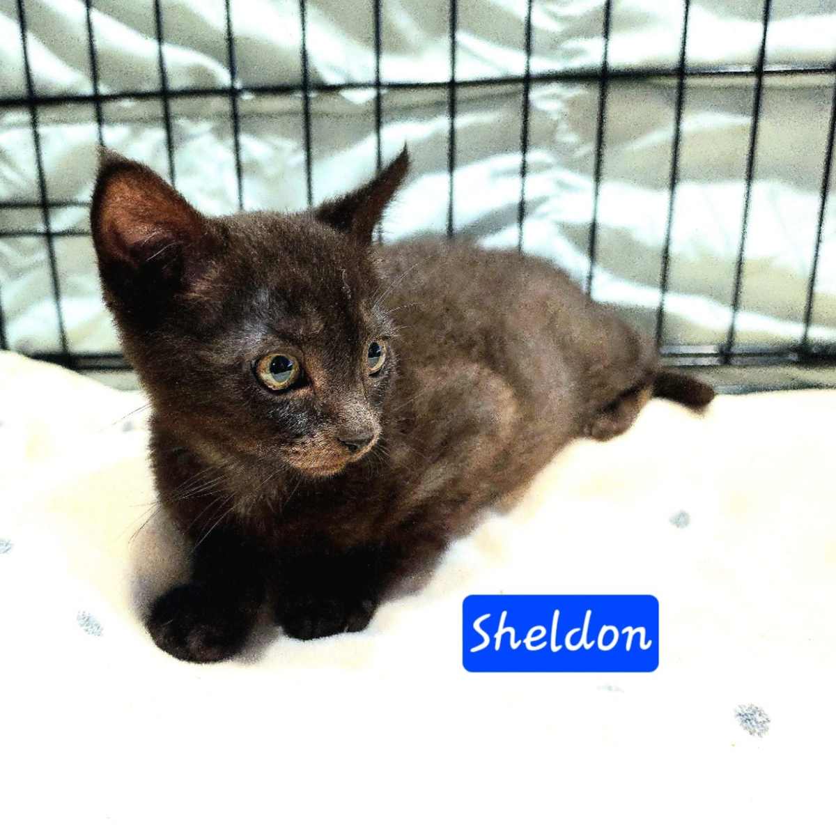 SHELDON - Domestic Shorthair available for adoption